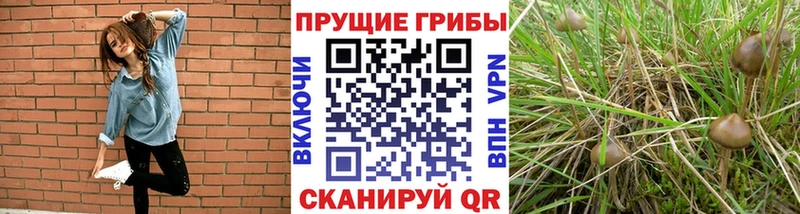 маркетплейс состав  Палласовка  Псилоцибиновые грибы прущие грибы  гидра ССЫЛКА 